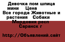 Девочка пом шпица мини  › Цена ­ 30 000 - Все города Животные и растения » Собаки   . Мордовия респ.,Саранск г.